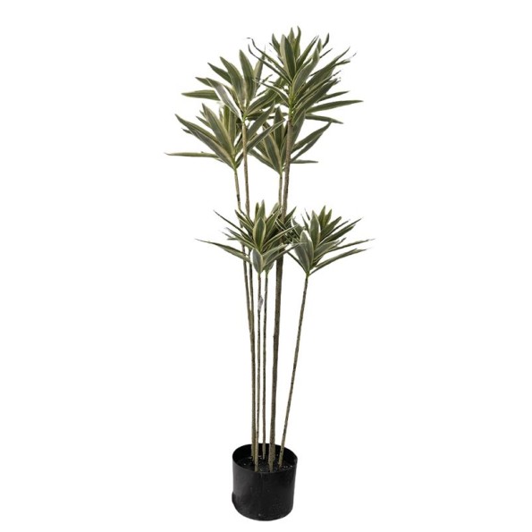 ARBOL DRACENA VARIEGATA 120 CM