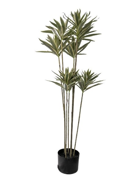 ARBOL DRACENA VARIEGATA 120 CM
