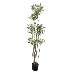 ARBOL DRACENA VARIEGATA 160CM