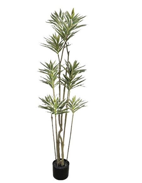 ARBOL DRACENA VARIEGATA 160CM