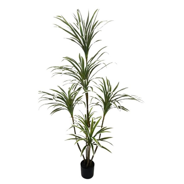 ARBOL DRACENA 5 TRONCOS 150CM