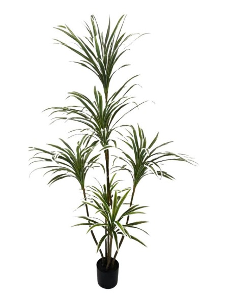 ARBOL DRACENA 5 TRONCOS 150CM