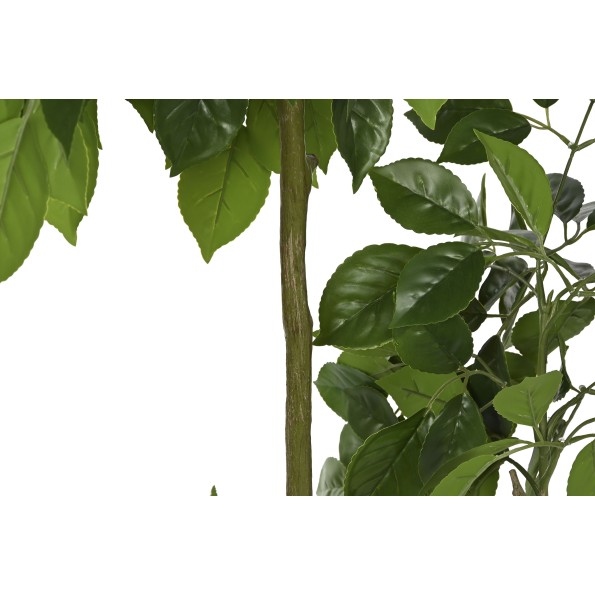 PLANTA PE CEMENTO 80X80X120 RADERMACHERA VERDE