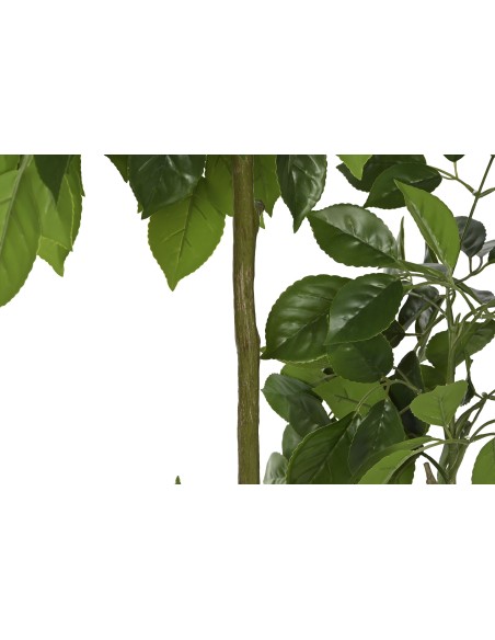 PLANTA PE CEMENTO 80X80X120 RADERMACHERA VERDE