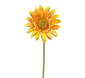 GERBERAX1 M.P.AMARILLA 54cm(8cm) (F660-6)