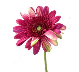 GERBERAX1 M.P.FUCSHIA 54cm(8c