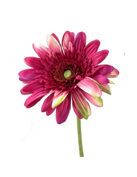GERBERAX1 M.P.FUCSHIA 54cm(8c