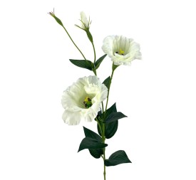 R.LISANTHUN X2 CREMA 82cm(7cm) (F679/1)