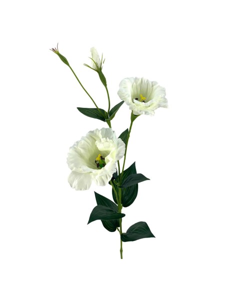 R.LISANTHUN X2 CREMA 82cm(7cm) (F679/1)