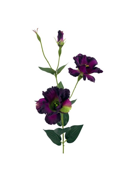 R.LISANTHUNX2 LILA 82cm(7cm) (F6