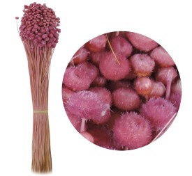 AMARELINHO 45 cms ROSA (42)