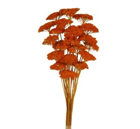 ACHILLEA FILIPENDULINA 70 cms. NARANJA (29)