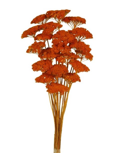 ACHILLEA FILIPENDULINA 70 cms. NARANJA (29)