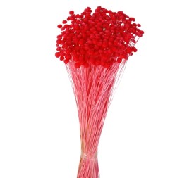 AMARELINO 45 CMS ROJO (53)