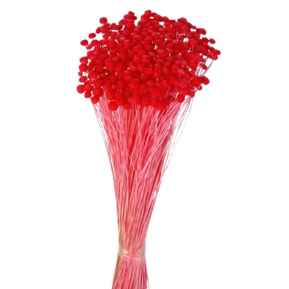 AMARELINO 45 CMS ROJO (53)