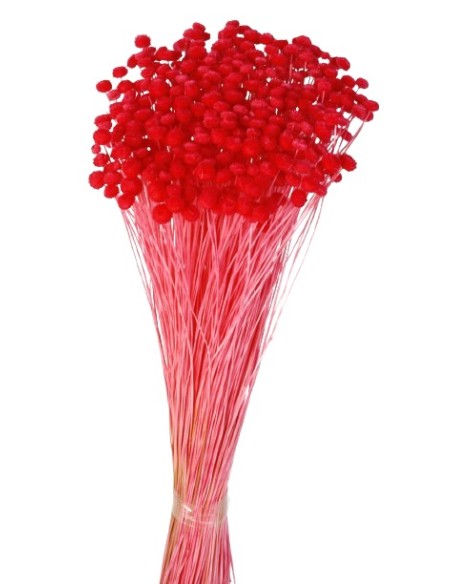 AMARELINO 45 CMS ROJO (53)