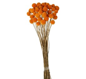 CRASPEDIA 50 CMS NARANJA (28)