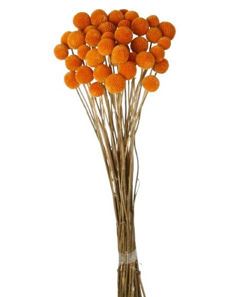 CRASPEDIA 50 CMS NARANJA (28)