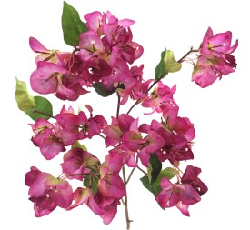 BOUGANVILLEA (6254-57)