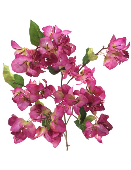 BOUGANVILLEA (6254-57)