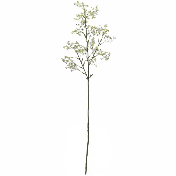 GYPSOPHILA (6100-01)