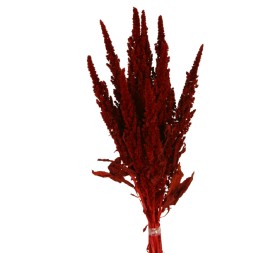 AMARANTHUS PRESS 40/50CM ROJO (59)