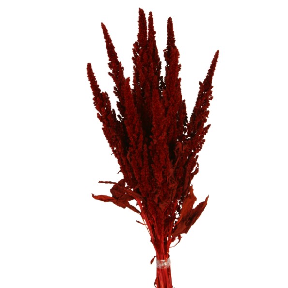 AMARANTHUS PRESS 40/50CM ROJO (59)