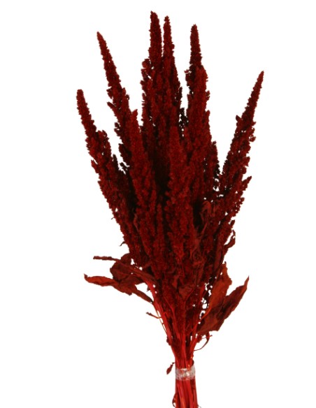 AMARANTHUS PRESS 40/50CM ROJO (59)