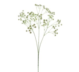 GUISOPHILA (6110-09)