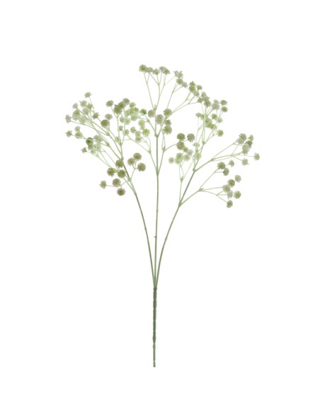 GUISOPHILA (6110-09)