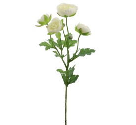 RANUNCULUS (4684-01)