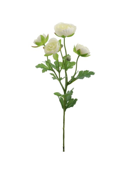 RANUNCULUS (4684-01)