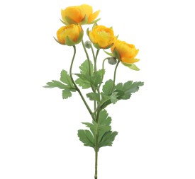 RANUNCULUS (4684-02)