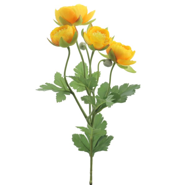 RANUNCULUS (4684-02)