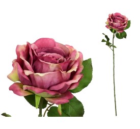 VARA ROSA CAROLINA (A) -67 CM (FUCSIA)