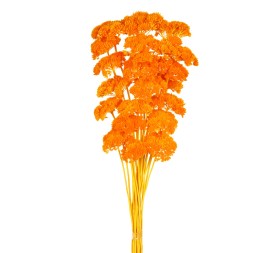 ACHILLEA FILIPENDULINA 70 cms NARANJA (22)