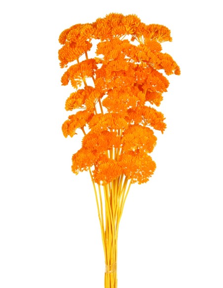 ACHILLEA FILIPENDULINA 70 cms NARANJA (22)