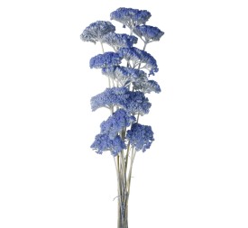ACHILLEA FILIPENDULINA 70 CMS AZUL (78)