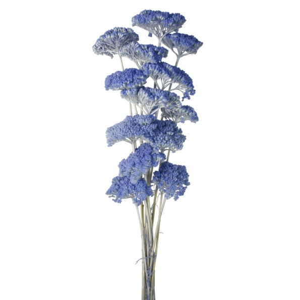 ACHILLEA FILIPENDULINA 70 CMS AZUL (78)