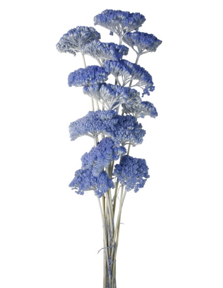 ACHILLEA FILIPENDULINA 70 CMS AZUL (78)