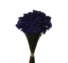 GLIXIA 50 cms MORADO (87)