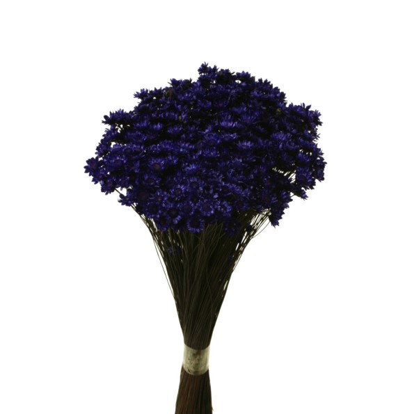 GLIXIA 50 cms MORADO (87)