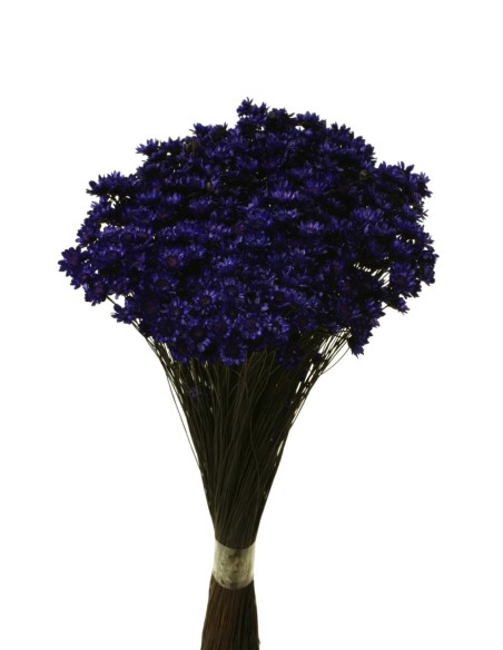 GLIXIA 50 cms MORADO (87)