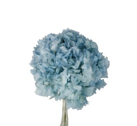 HORTENSIA PRESS AZUL(740B70)