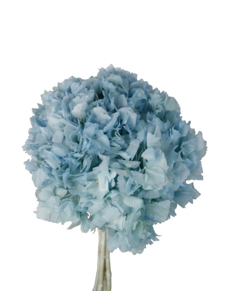 HORTENSIA PRESS AZUL(740B70)