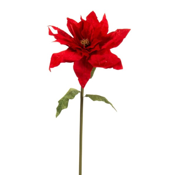 FLOR DE PASCUA TERCIOPELO ROJO 72X72 H150