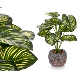 MACETA PLANTA HOJA BICOLOR