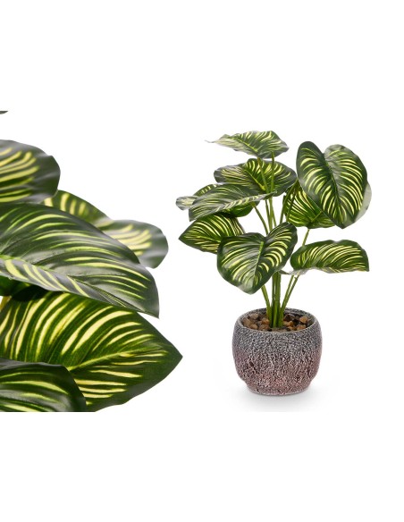 MACETA PLANTA HOJA BICOLOR