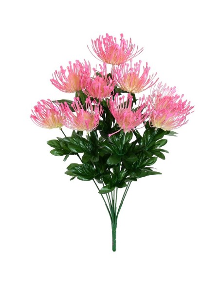 RAMO LEUCOSPERMUM X9-45CM (