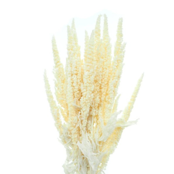 AMARANTHUS PRES. 40/50 cms. BLANCO(00)